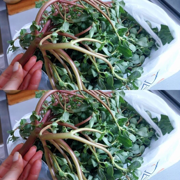 Discovering the Delight of Purslane: A Tasty Treasure from the Garden