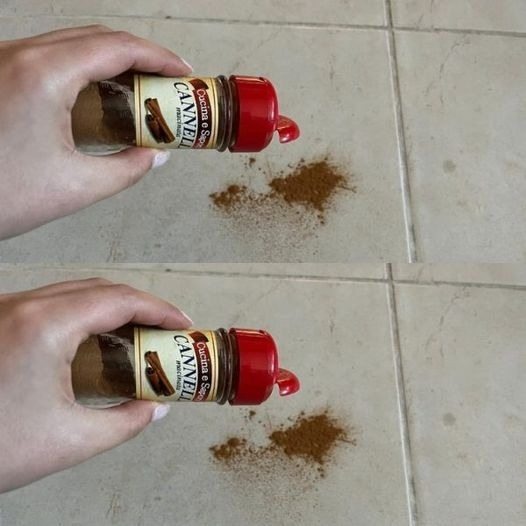 Sprinkle a little bit of cinnamon on the floor, a trick that has been effective for many years