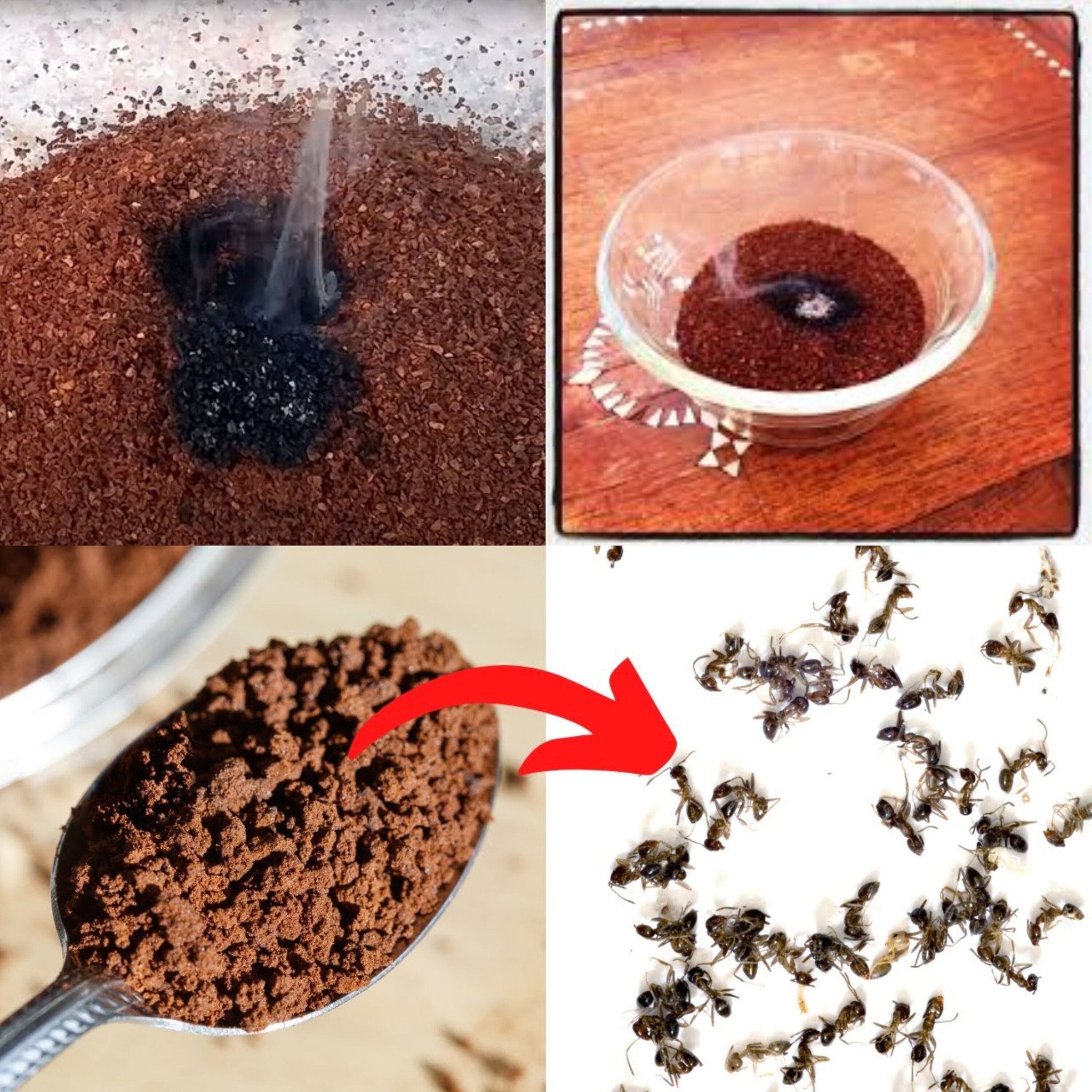 Harnessing Instant Coffee to Repel Ants, Mosquitoes, and Flies