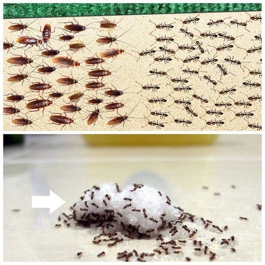 One drop on the ground will eliminate house ants in two minutes: incredible