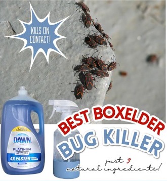 Introduction  When spring or autumn graces your home with sunshine, it often brings an unwelcome guest: boxelder bugs. These creatures thrive on heated surfaces and can become a nuisance. If you’ve been looking for a natural solution to eradicate these pests, you’ve landed in the right place. This guide will walk you through the process of creating a DIY natural Boxelder Bug Spray using common household products.  Section 1: The Magic Ingredient – Dawn Dish Soap  While many chemical products promise to eliminate boxelder bugs, a natural and effective solution lies in a surprising place: your kitchen. Dawn dish soap, a staple in many households, is a powerful agent against these pests.  How does it work? Dawn dish soap eliminates the oils and waxes that cover the boxelder bug’s exoskeletons. This action causes the bugs to dehydrate and eventually perish. It’s a solution that’s not just effective but also environmentally friendly.  Section 2: Preparing Your Boxelder Bug Spray  Creating your own natural Boxelder Bug Spray is a straightforward process. Here’s the recipe:  continued on next page