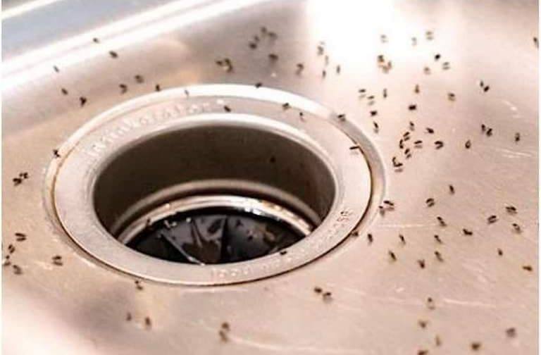 7 natural tips to get rid of midges in the kitchenIf you want to get rid of midges in your kitchen quickly and effectively, there are several natural tips. Today we show you how to dispose of them in an efficient and environmentally friendly way.  Avoid leaving food uncovered: Keeping your kitchen free of visible food will eliminate gnats. It’s as simple as that. After you have finished eating, place any leftovers in the refrigerator and protect them with cling film.  Wash the dishes quickly: For midges, dirty dishes in the sink are a real invitation. So wash the dishes immediately and don’t let them pile up. If you have a dishwasher, put all your dishes in it and close it so as not to attract gnats.  Empty the trash regularly: If you don’t want to give midges room and board, make sure to empty your trash cans regularly. An accessible trash can is a true paradise for midges, which not only find shelter there, but also lay their eggs! Choose a trash can with a lid and cover your compost well in the kitchen. Clean and deodorize your trash can daily, including the one outside.  Eliminate plants in poor condition: Continued on next page