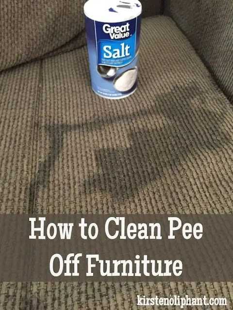 how to clean pee off furniture and carpets