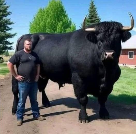 I recently spent ,500 on this registered Black Angus bull.