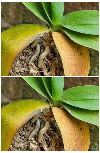 The trick to reviving a dry orchid whose flowers have withered