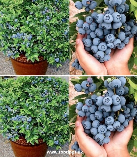 There is an endless supply of blueberries throughout the year if you know how to cultivate them at home.