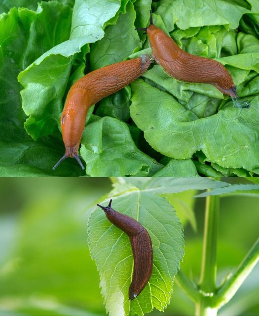 This item you usually throw in the trash is very useful against slugs and snails