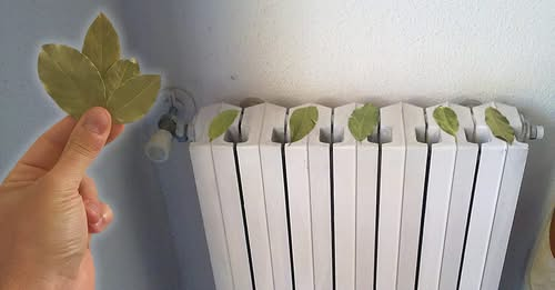 How to save money during the winter by putting bay leaves on the radiator