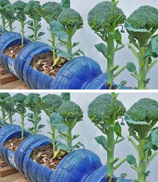 How to grow broccoli indoors in a container