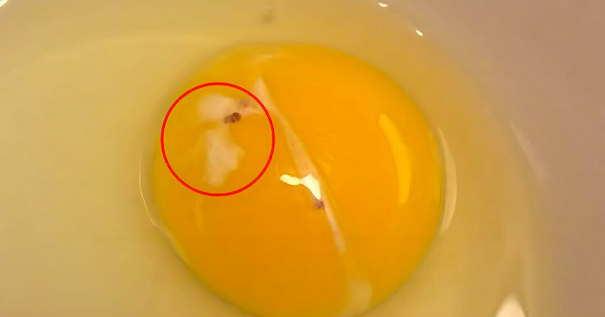 What is that strange white spot you see on raw eggs?