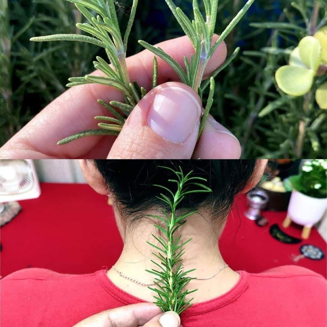 Put Rosemary on the Back of Your Neck, and You Will Be Shocked at What Will Happen