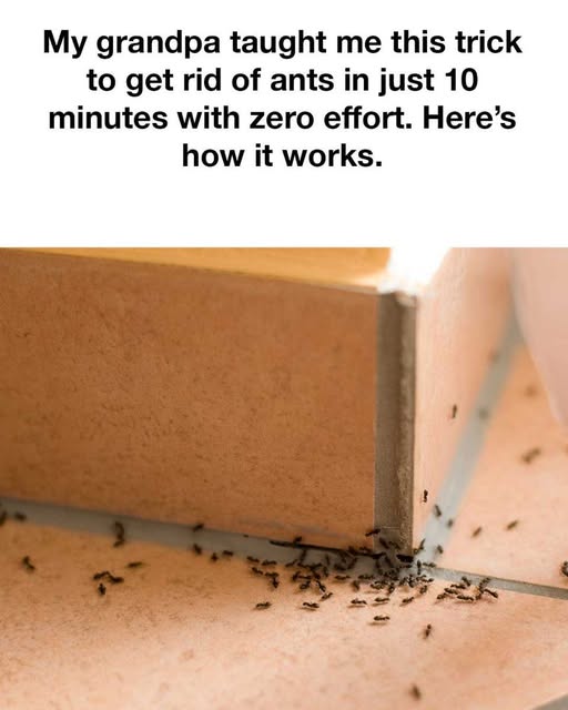 My grandpa was a wise man! Ants invading your home can be more than just a nuisance—they can be a real challenge to get rid of, especially if they keep returning. Over the years, I’ve tried everything from store-bought sprays to DIY concoctions, but nothing worked quite as effectively as a simple trick my grandpa taught me. This method is not only quick, taking just 10 minutes, but it also requires minimal effort and uses common household items. Here’s the secret. The Problem with Ants Ants are attracted to food sources, particularly sweet substances. They can detect even the smallest crumbs, leading entire colonies to march into your kitchen or pantry. Once ants find a reliable food source, they leave a pheromone trail, which signals other ants to follow the same path. This is why a small ant problem can quickly turn into a major infestation. The Simple Trick My grandpa’s method leverages the ants’ natural instincts against them, and the best part? You probably already have everything you need at home. Here’s how it works: Ingredients: Borax (or Boric Acid) Sugar Water Cotton balls or small pieces of cardboard Instructions: Read more on next page