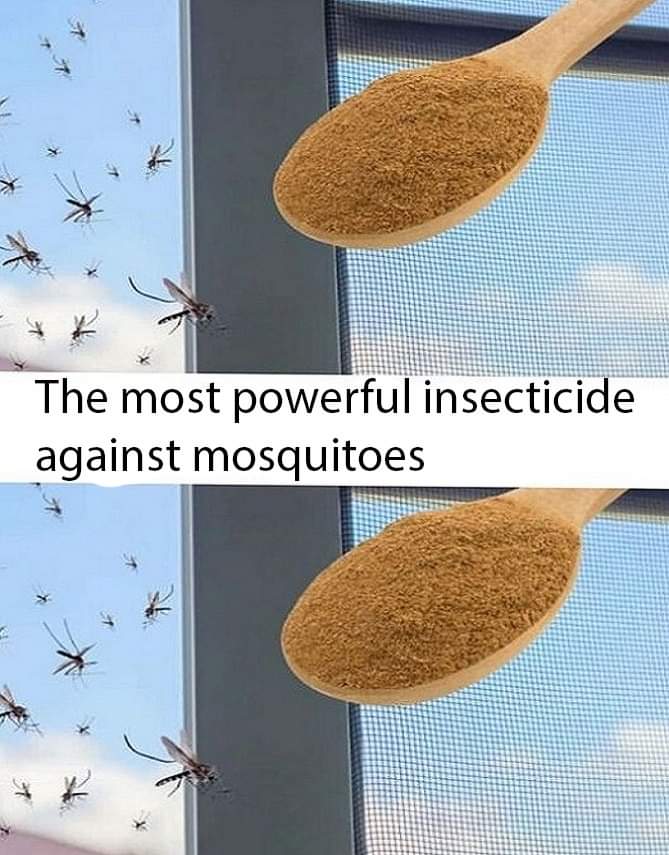 The most powerful insecticide against mosquitoes? In the kitchen  An effective insecticide spray can be made with just a few ingredients, which you can find throughout the house. This spray is capable of chasing away annoying insects that could invade the house and garden during the summer season. The ingredients needed to prepare this product are vinegar and cinnamon.  White wine vinegar against mosquitoes  It may seem necessary to use harsh chemicals to control insects such as flies, mosquitoes, wasps, vermin and aphids that feed on your plants.  It is important to avoid the use of chemicals because many studies show that they can lead to declines in insect populations, including bees, and potentially pathological conditions for humans.  Cinnamon and vinegar against mosquitoes  Cinnamon and vinegar are two ingredients that work effectively as insecticides and are also environmentally friendly. Cinnamon is rich in essential oils that can promote the well-being of the body.  Whole cinnamon sticks  Continue Reading in next page  Read more on next