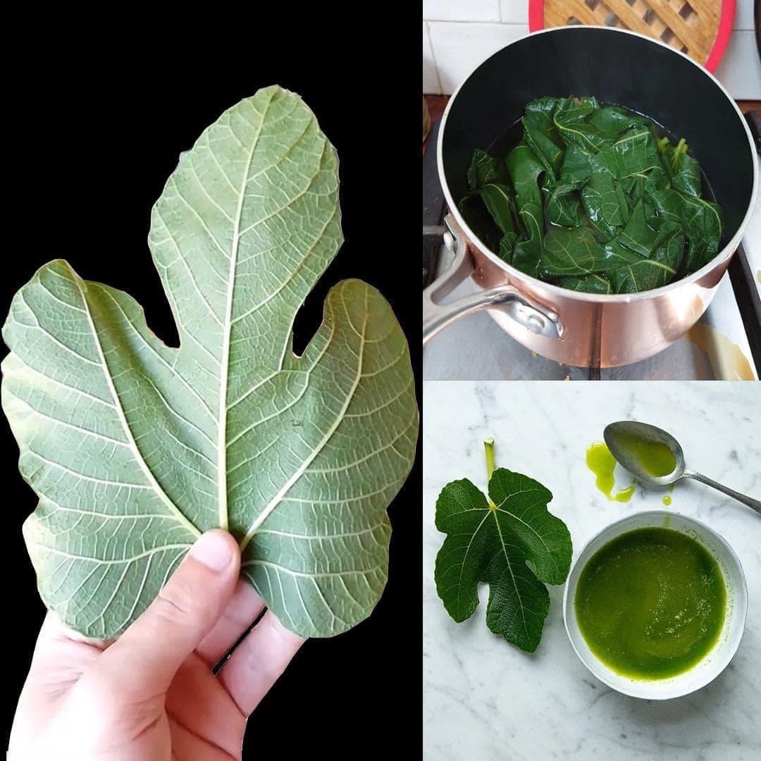 Discover all the benefits of fig leaves today