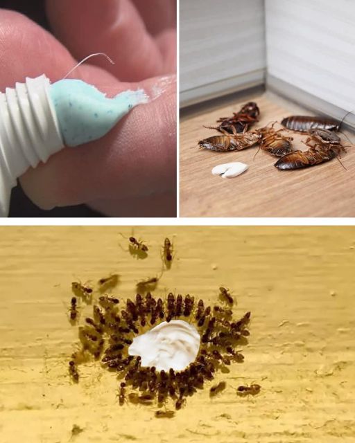 How to remove cockroaches and ants with the toothpaste trick