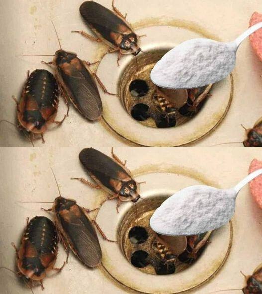 How to Eliminate Fleas, Ants and Cockroaches from Home Forever Ingredients