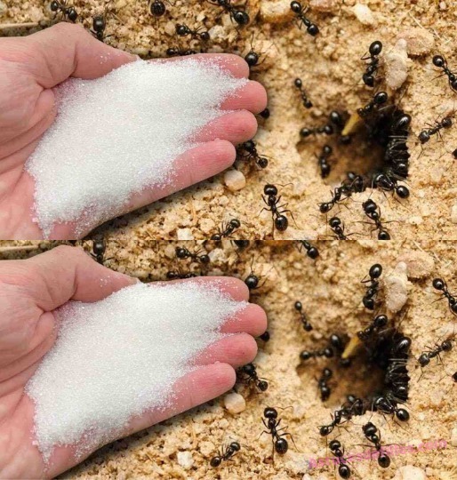 How to Eliminate Ants with Baking Soda