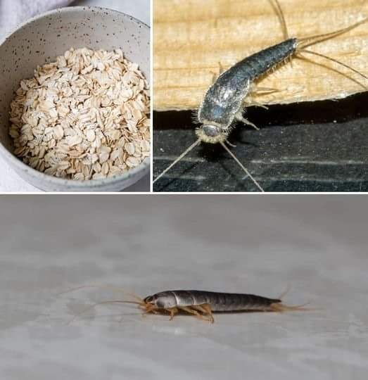 ricks to eliminate “silverfish” from our homes forever