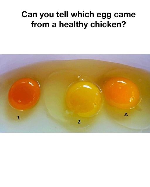 which egg came from a healthy chicken ?