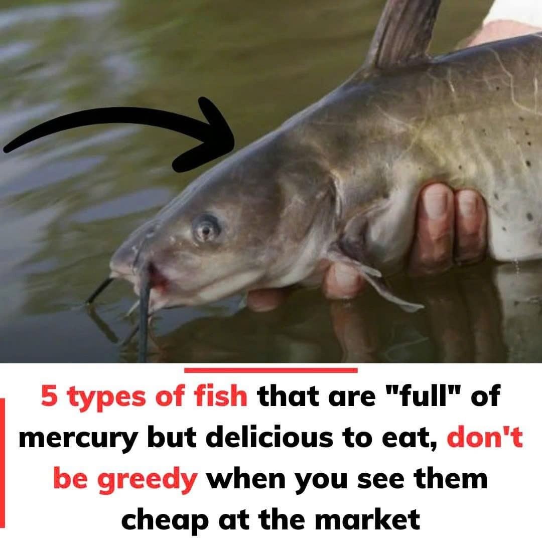 Don’t eat these 5 types of fish