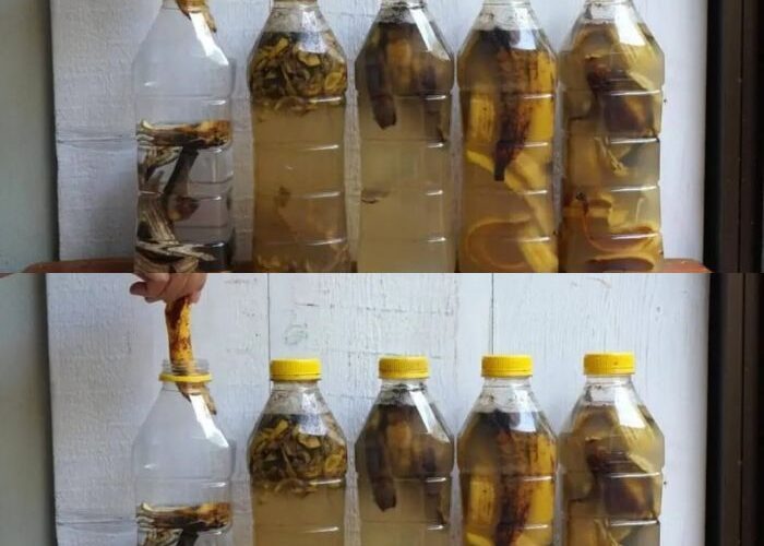 Banana peels: put them in a bottle. If you use them like this, you will never throw them away again.