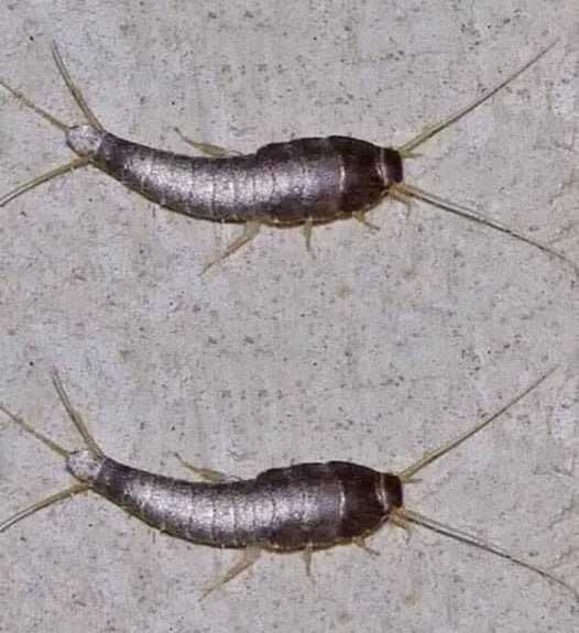 Silverfish: Attention if This Animal Comes to Your Home