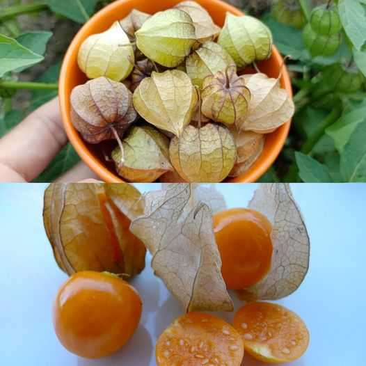 The Physalis plant, also known as Canapum or Canapu, is often referred to as a hidden treasure in natural medicine due to its numerous health benefits