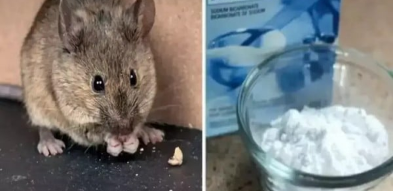 The Right Way to Use Baking Soda to Keep Rats Away from Your Home