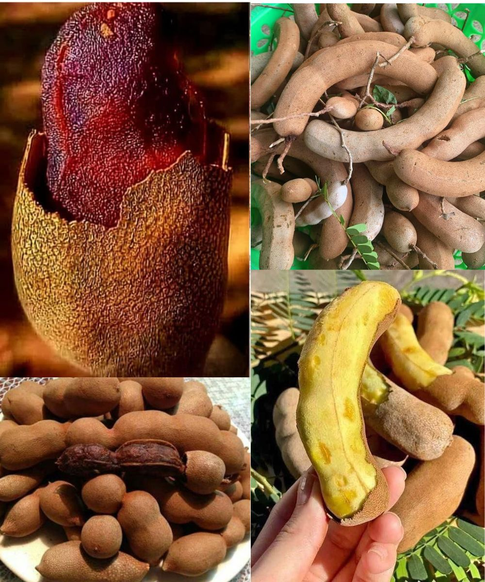 Tamarind (Tamarindo): Benefits and How to Use It