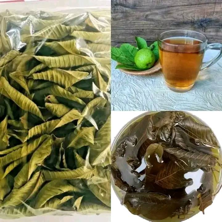 Benefits of Guava Leaf Tea