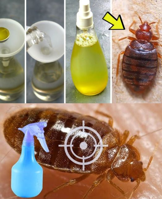 Bedbugs: the ingredient in your cupboards and the garden that helps eliminate them in record time