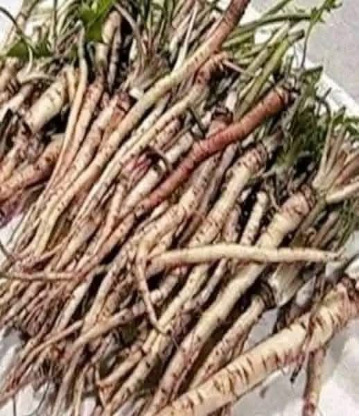 The Powerful Plant That May Support Cancer Treatment: A Closer Look at the Benefits of the Greater Burdock Root