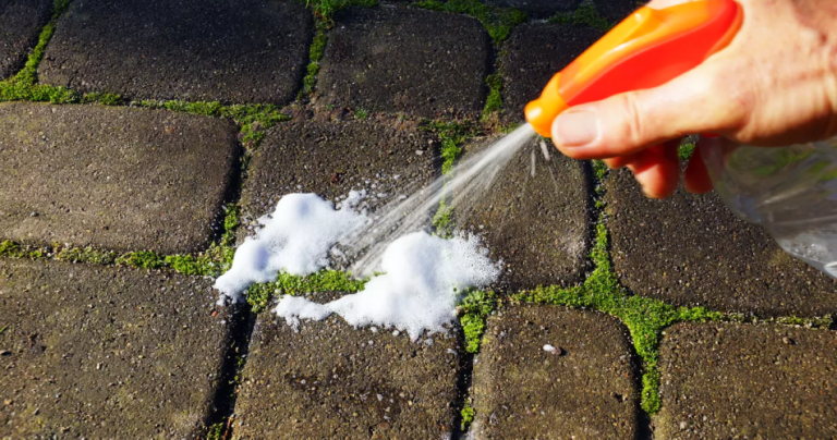 It is the best solution against moss on your driveway and terrace. 15 minutes is enough