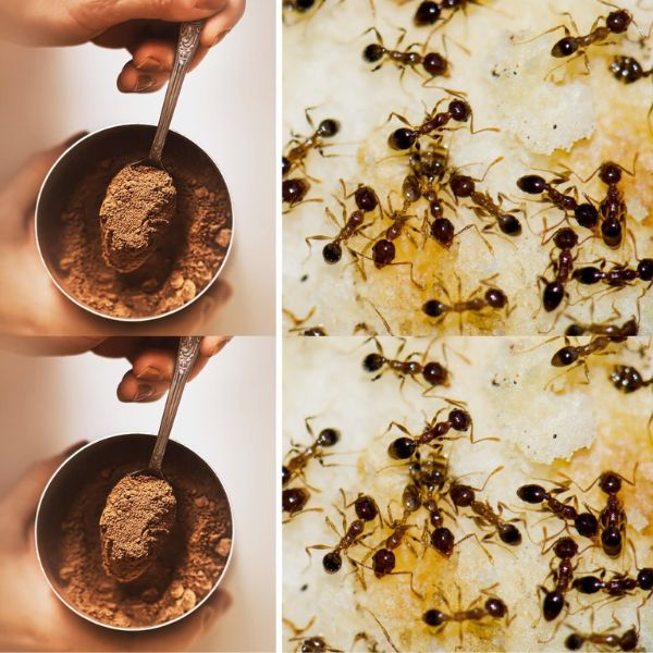 Goodbye ants with this cheap natural solution: the game changer