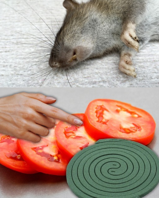 An At-Home Spray for the Repulsion of Mice