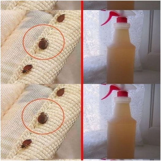 Get rid of bed bugs by cleaning your mattress with alcohol.