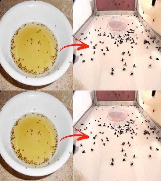 You will no longer see flies in your home with the glass of water trick