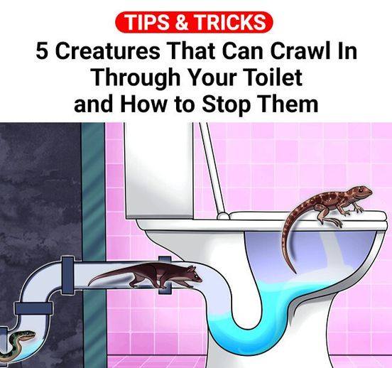 5 Creatures That Can Invade Your Toilet and How to Prevent Them