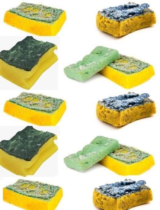 Repurpose Old Sponges: Gardening Hacks That Turn Trash Into Treasure