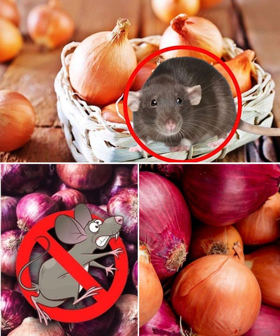 Natural Remedies to Keep Rats Away: Safe, Effective, and Cost-Effective Solutions