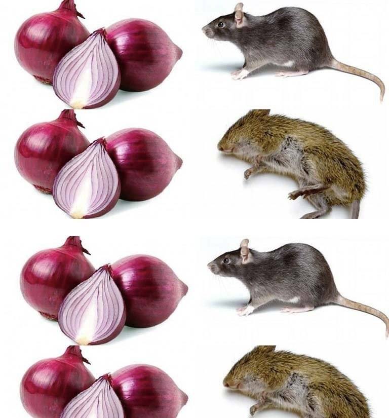 How to Keep Rats Away with Onions?