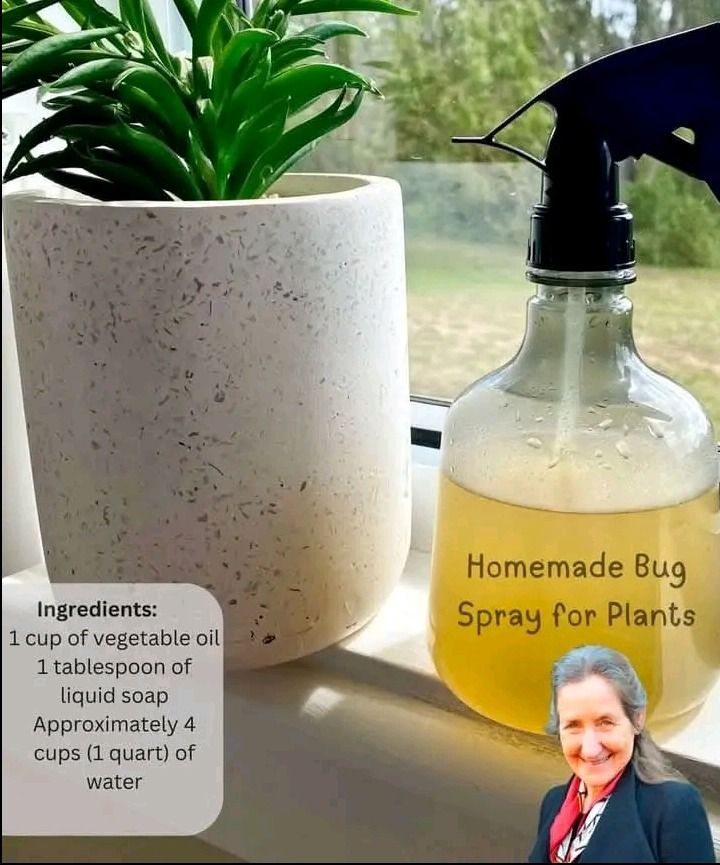 Title: “DIY Homemade Bug Spray for Plants: Natural, Effective, and Easy to Make”