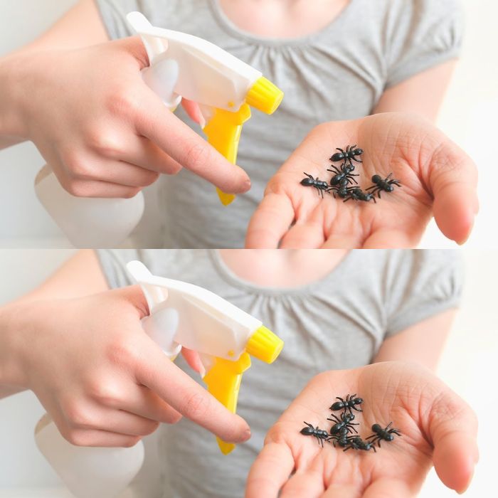 The Most Powerful Natural Repellent to Immediately Eliminate All Insects in Your Home