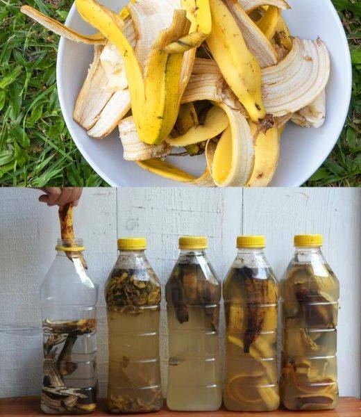 The Power of Banana Peel Liquid: A Sustainable Solution for Health and Home