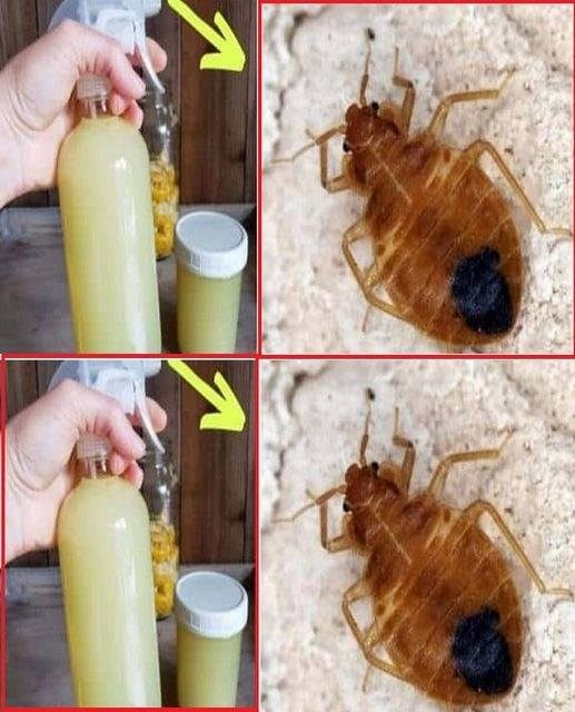 How to Quickly Eliminate Bed Bugs, Cockroaches and Other Insects in Your Home