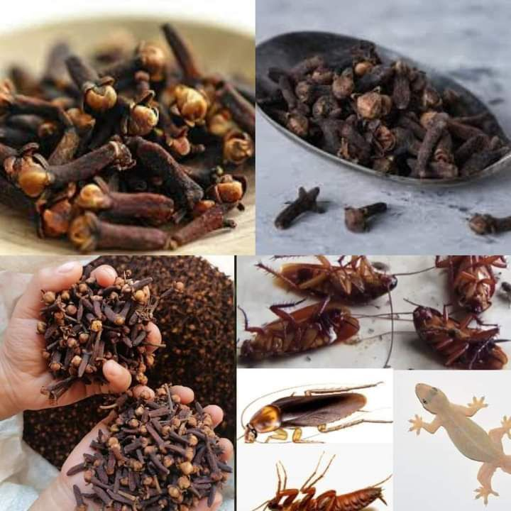 MAGIC CLOVE | Get Rid of Cockroach Within 5 minutes | Home Remedy