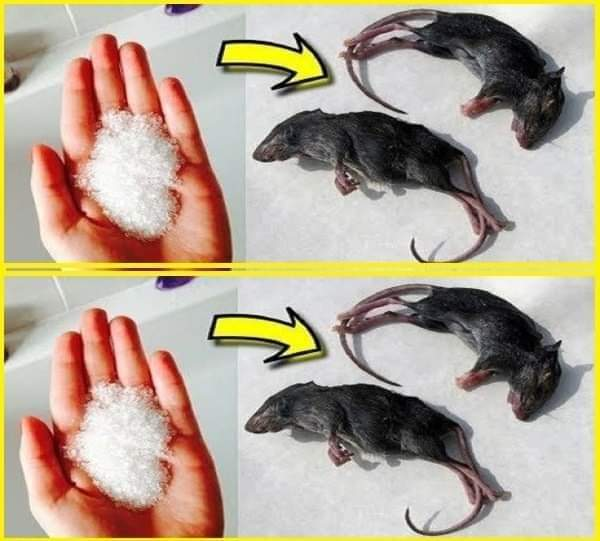 12 Clever Ways to Prevent Rats and Mice from Entering Your House