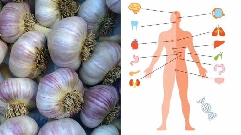 The Wonderful Health Benefits of Garlic: Nature’s Superfood